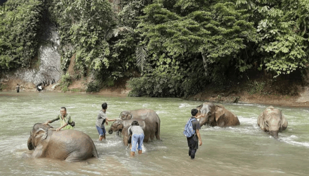 Memandikan gajah secara langsung di wisata tangkahan langkat