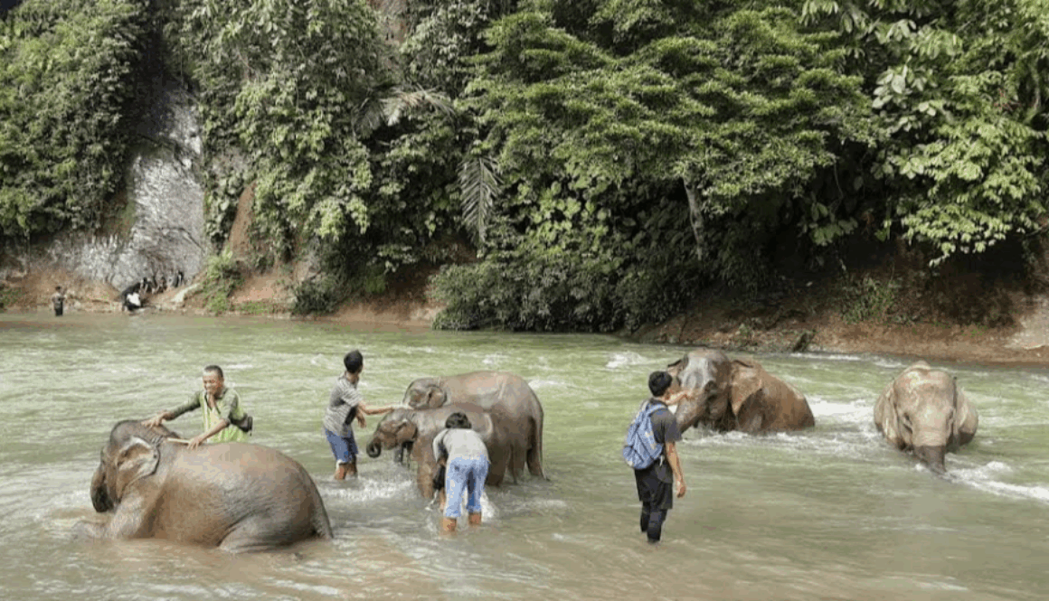 Memandikan gajah secara langsung di wisata tangkahan langkat
