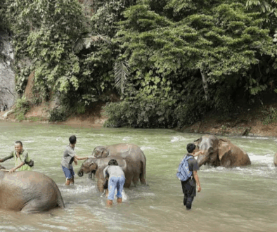 Memandikan gajah secara langsung di wisata tangkahan langkat
