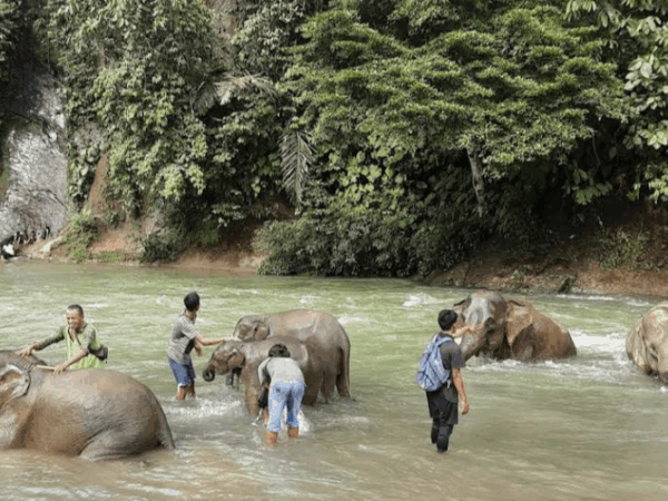 Memandikan gajah secara langsung di wisata tangkahan langkat