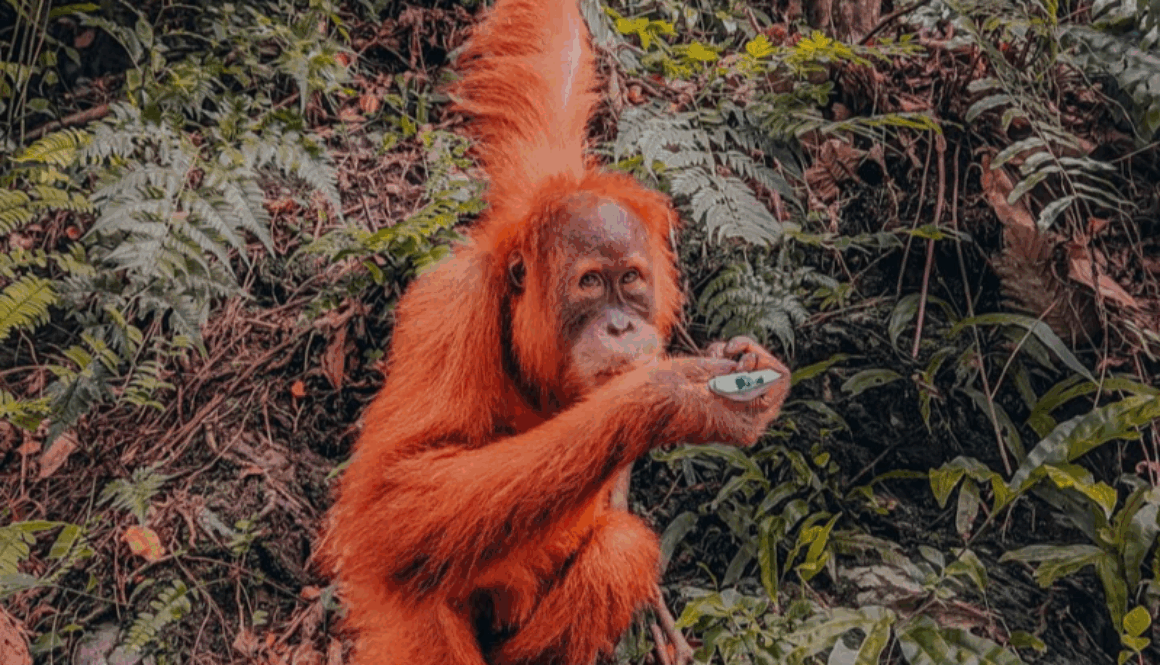 Hewan langka yang dilindungi, orang utan bukit lawang