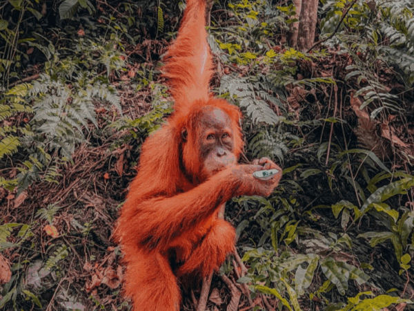 Hewan langka yang dilindungi, orang utan bukit lawang